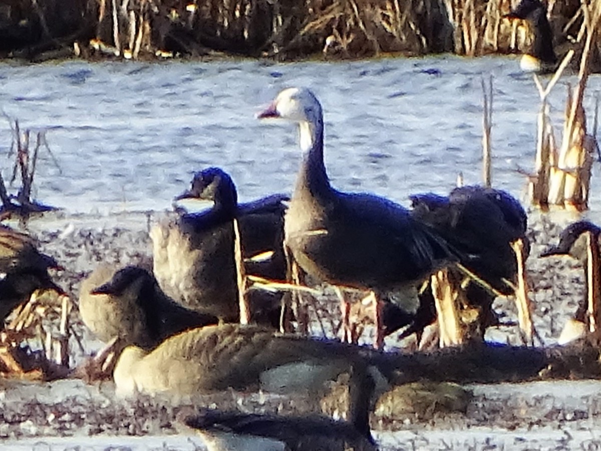 eBird Checklist 3 Nov 2022 BaieduFebvre (station d'épuration, étangs & Rte Janelle) 17