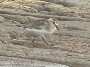 Baird's Sandpiper - ML500626731