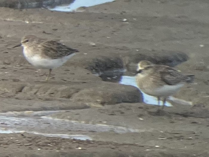 Baird's Sandpiper - ML500626761