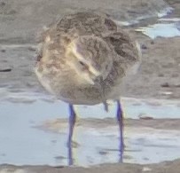 Baird's Sandpiper - ML500626771