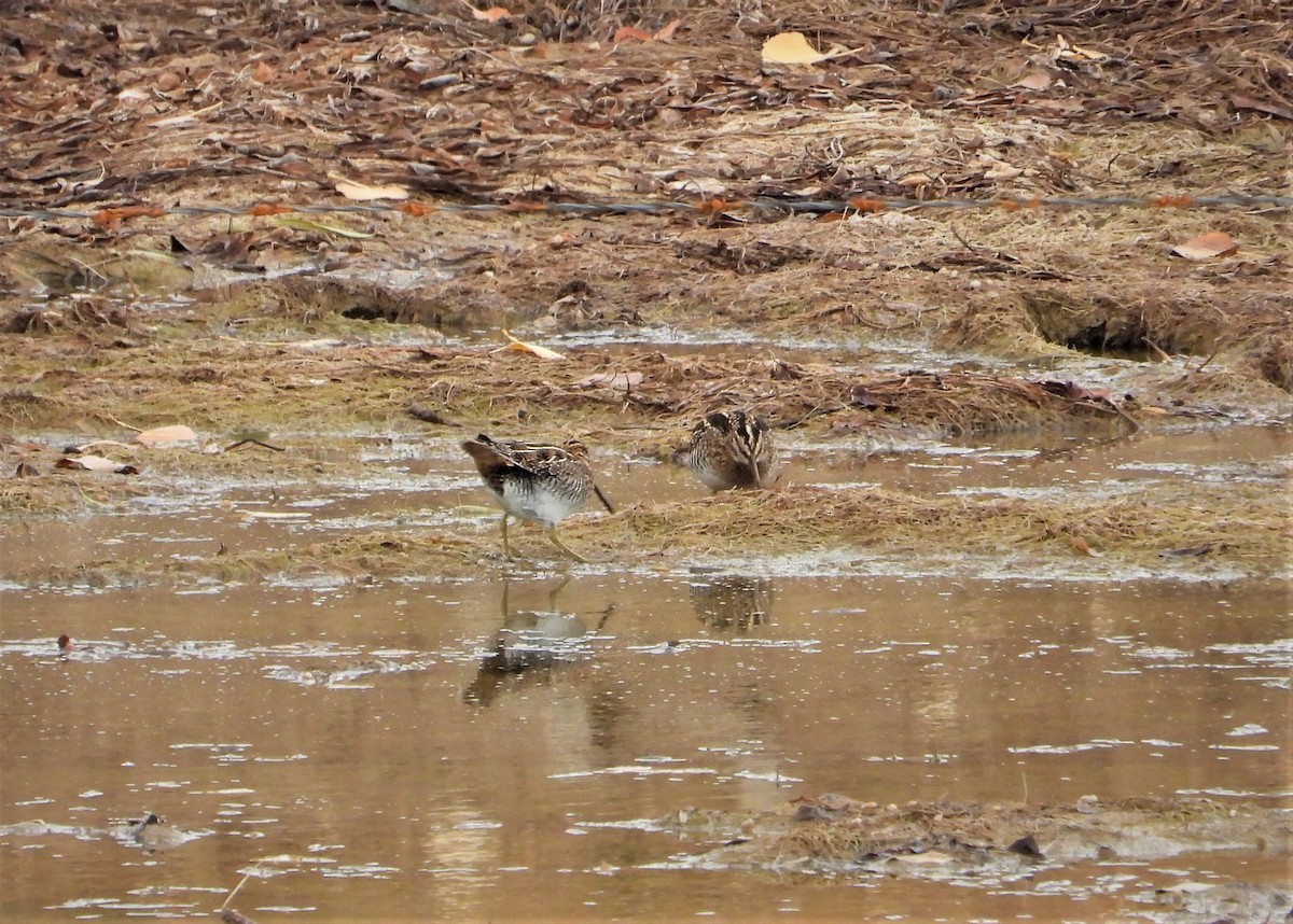 Wilson's Snipe - ML500628021