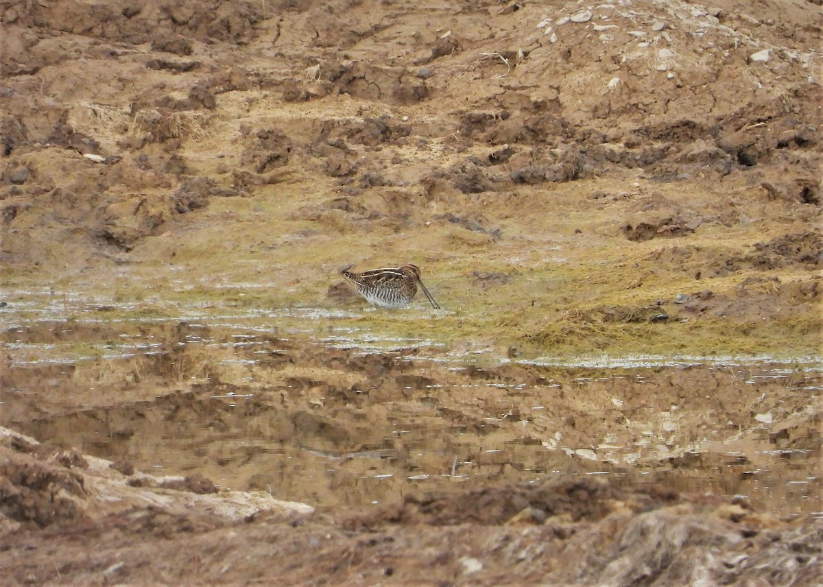 Wilson's Snipe - ML500628031