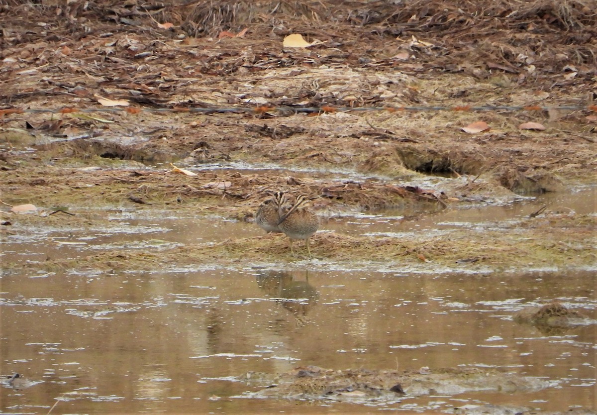 Wilson's Snipe - ML500628041