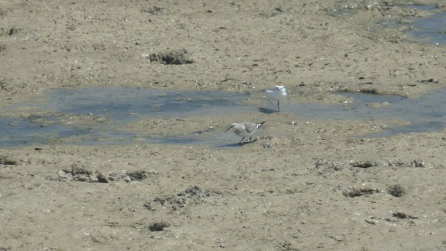 Red-capped Plover - ML500628111