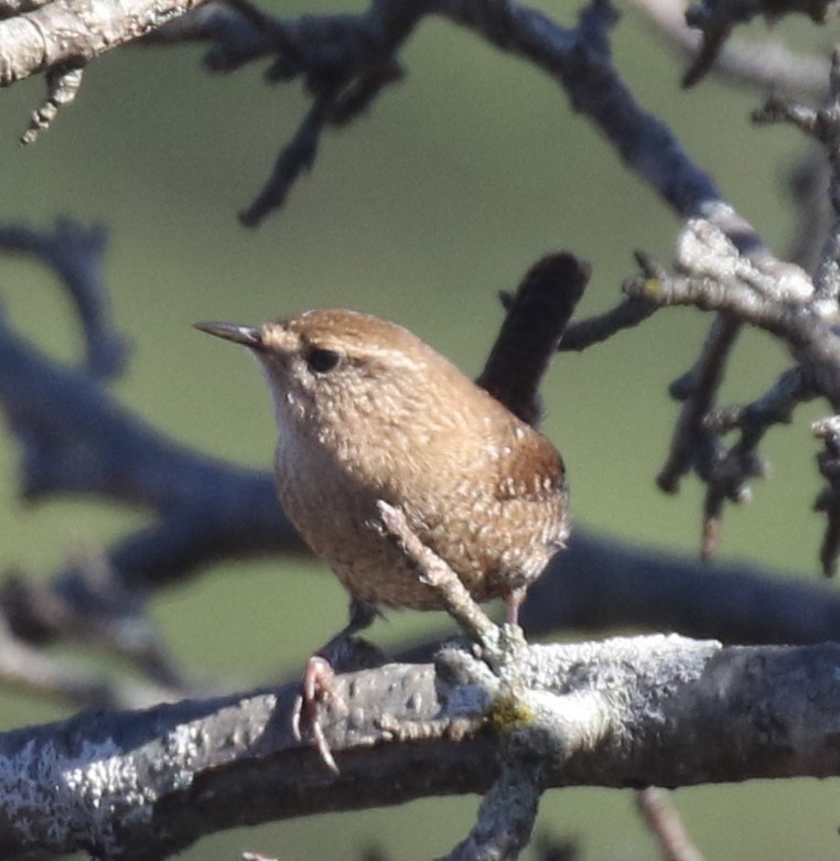 Winter Wren - Greg Ward