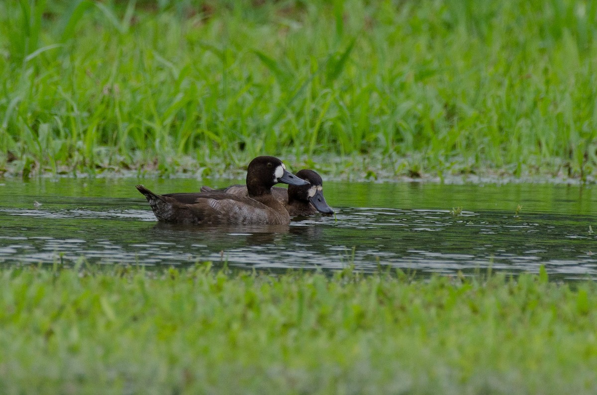 Lesser Scaup - Christian  Reynolds