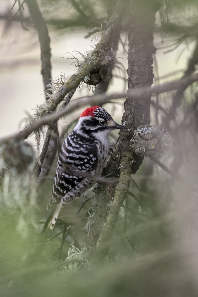 Nuttall's Woodpecker - ML500630411