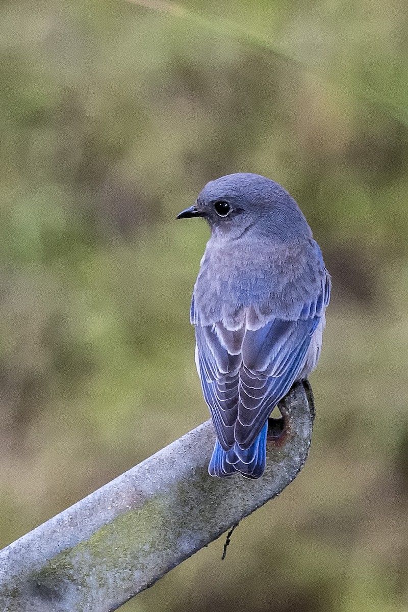 Western Bluebird - ML500630511