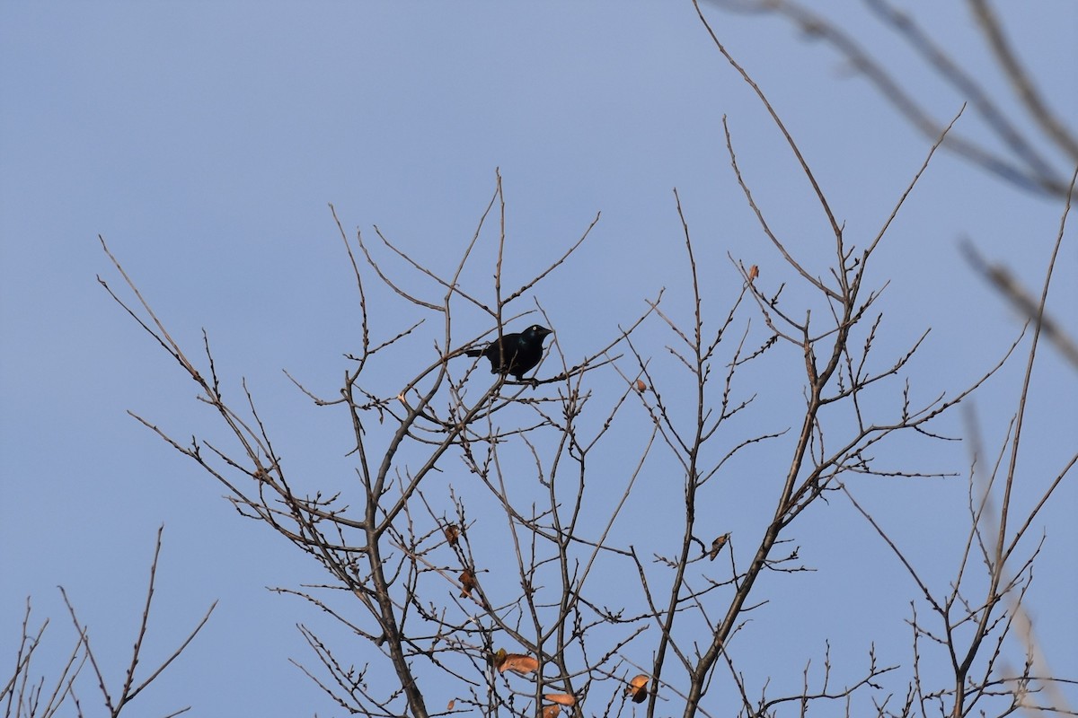 Common Grackle - ML500632751