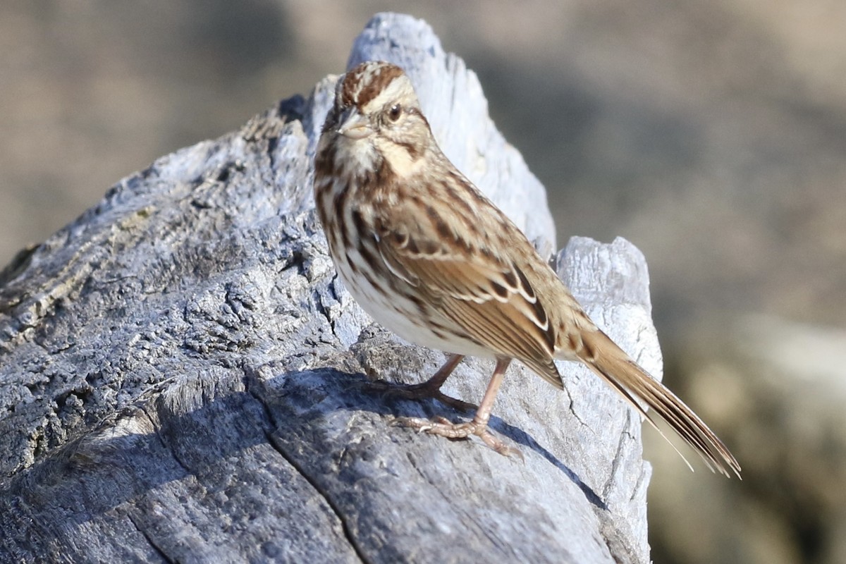 Song Sparrow - ML500633611