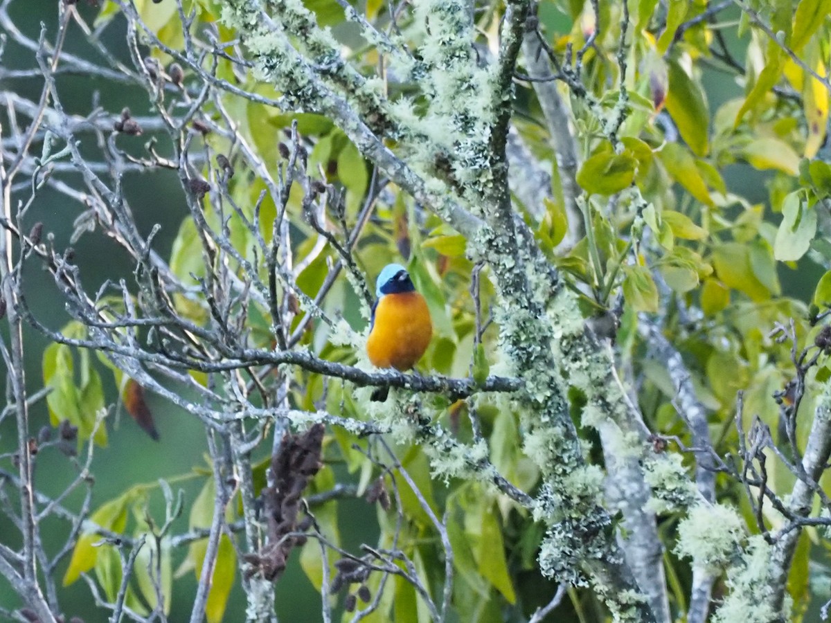 Elegant Euphonia - Todd Deininger