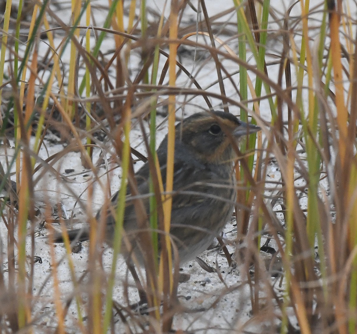 Nelson's Sparrow - ML500634951