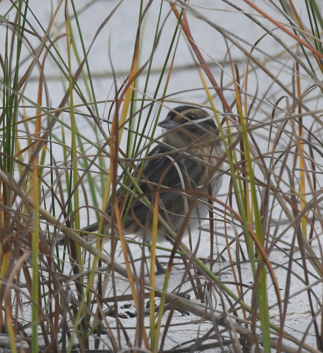 Nelson's Sparrow - ML500634961