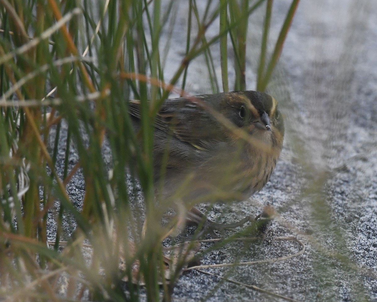 Nelson's Sparrow - ML500634971