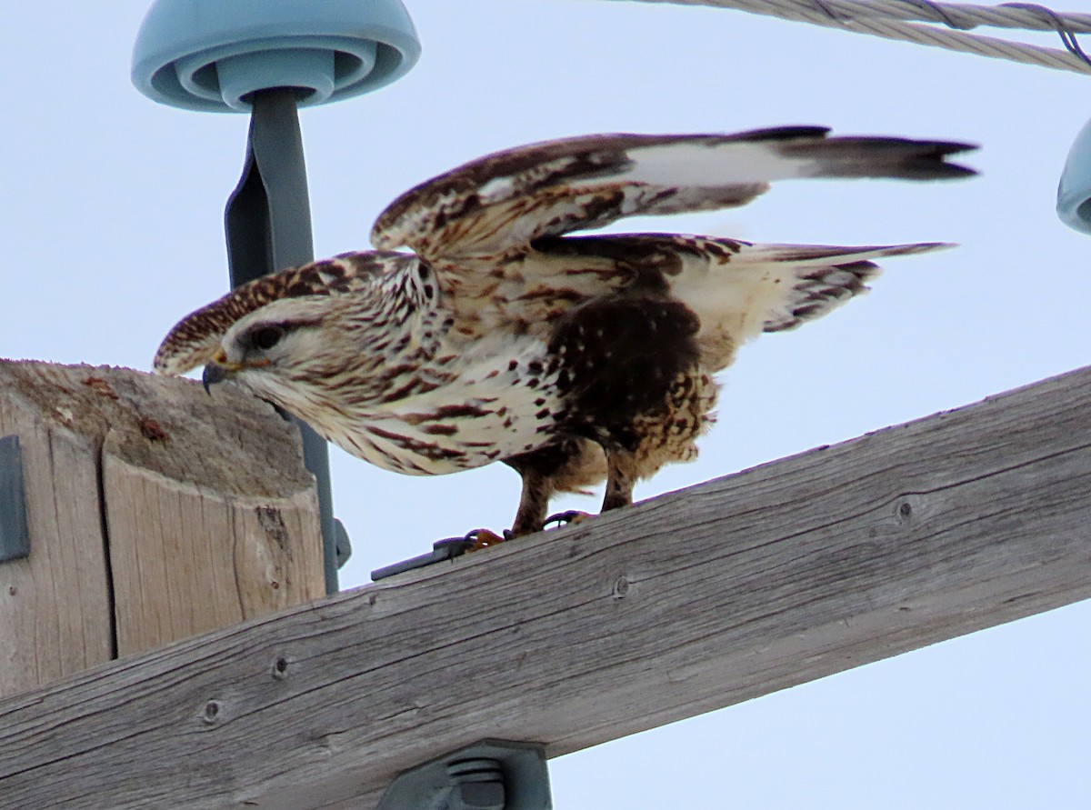 Rough-legged Hawk - ML500635031