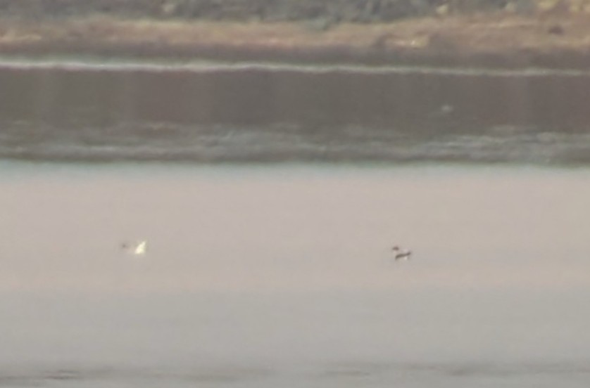 Franklin's Gull - ML500635361