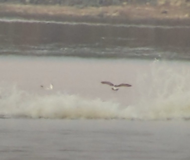 Franklin's Gull - ML500635371