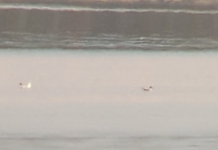 Franklin's Gull - ML500635401