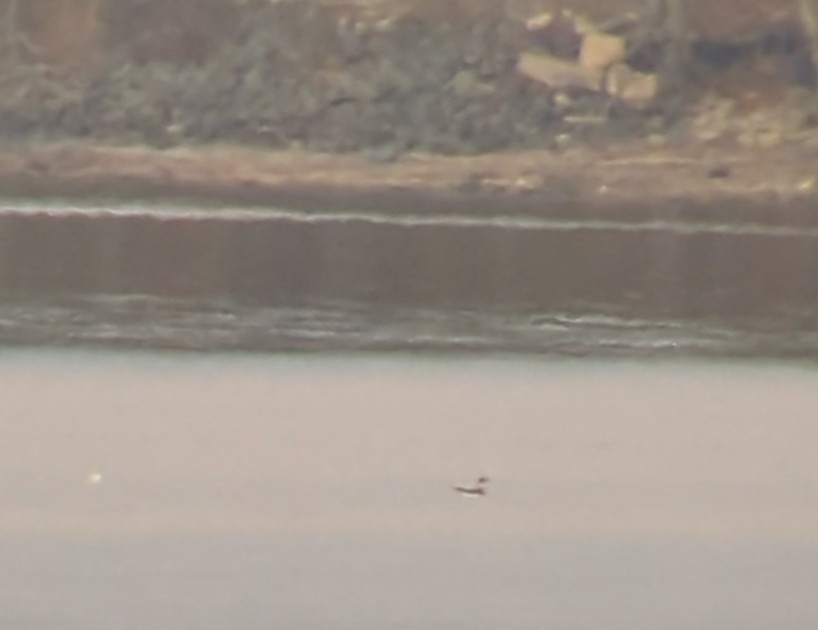 Franklin's Gull - ML500635471