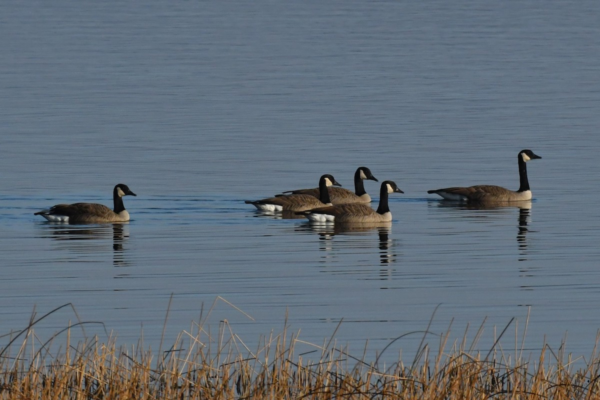 Canada Goose - ML500635641