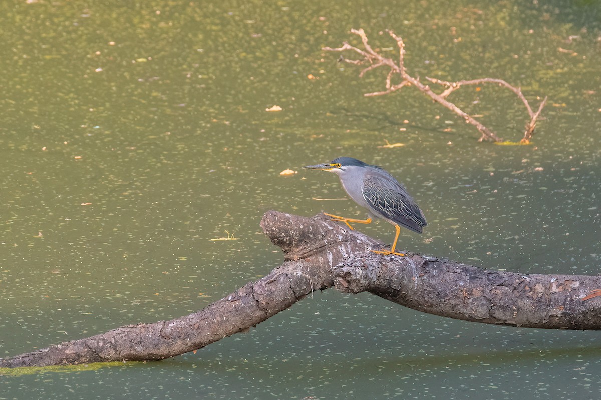 Striated Heron - ML500636851