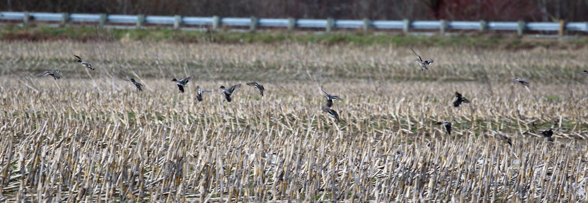 Green-winged Teal (American) - ML50063761