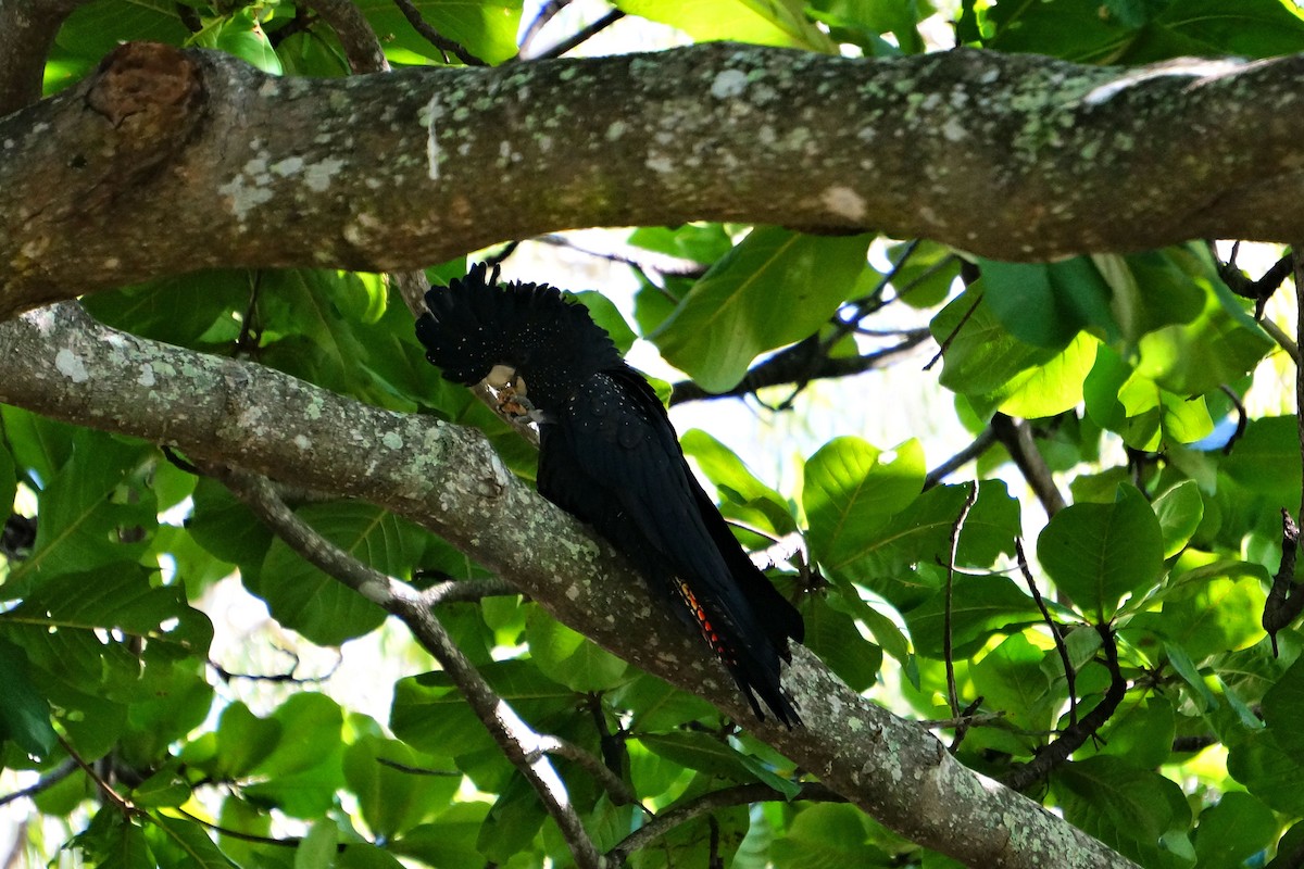 Red-tailed Black-Cockatoo - ML50063801
