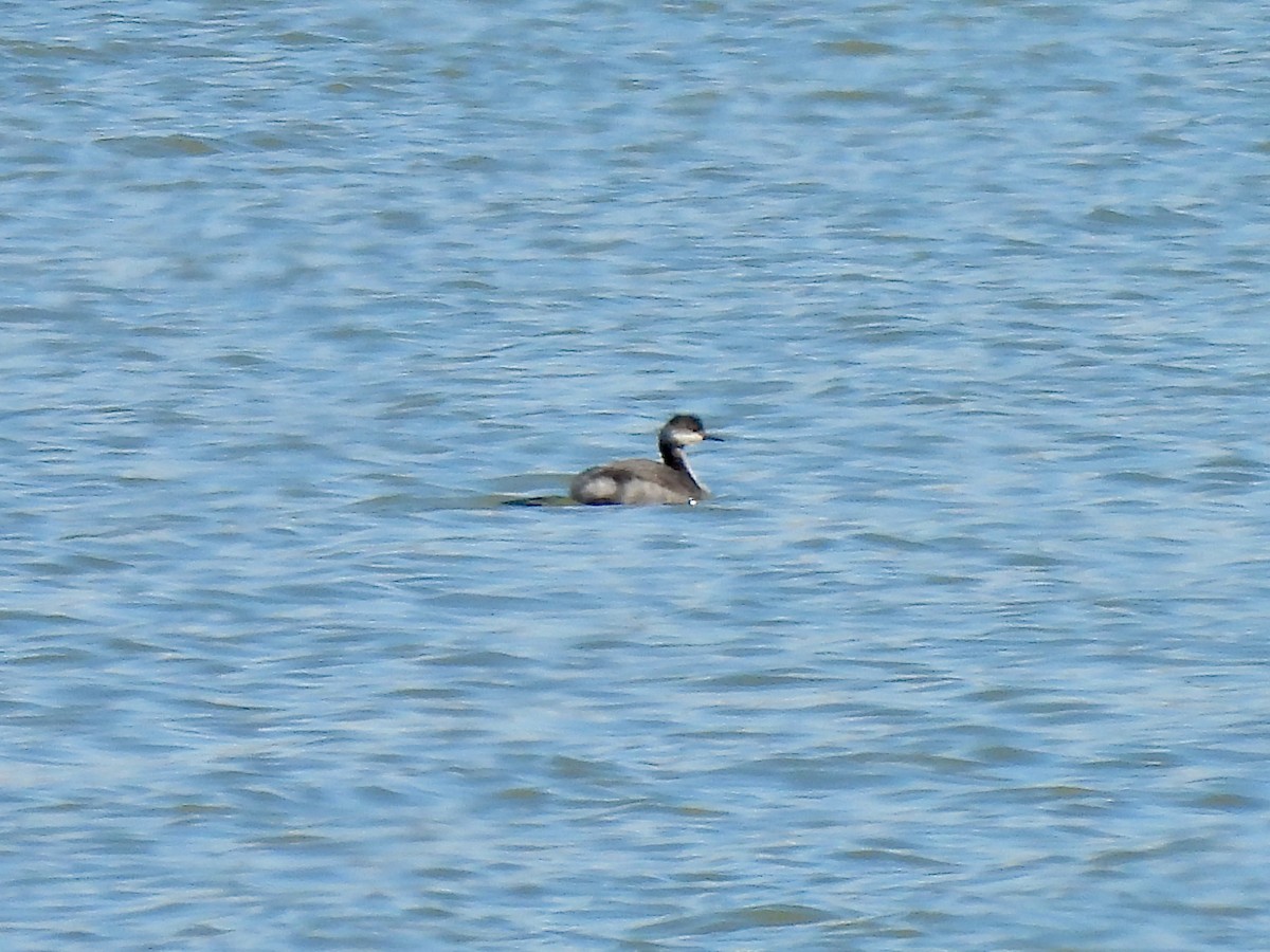 Eared Grebe - ML500638411