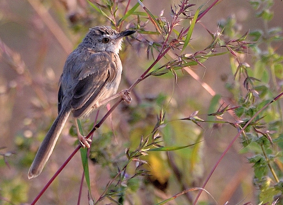 Plain Prinia - Arun Prabhu