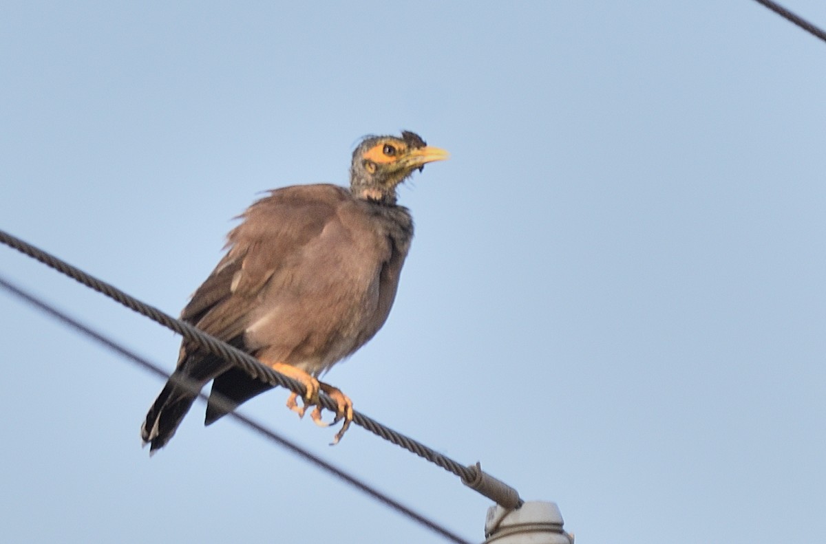 Jungle Myna - Arun Prabhu