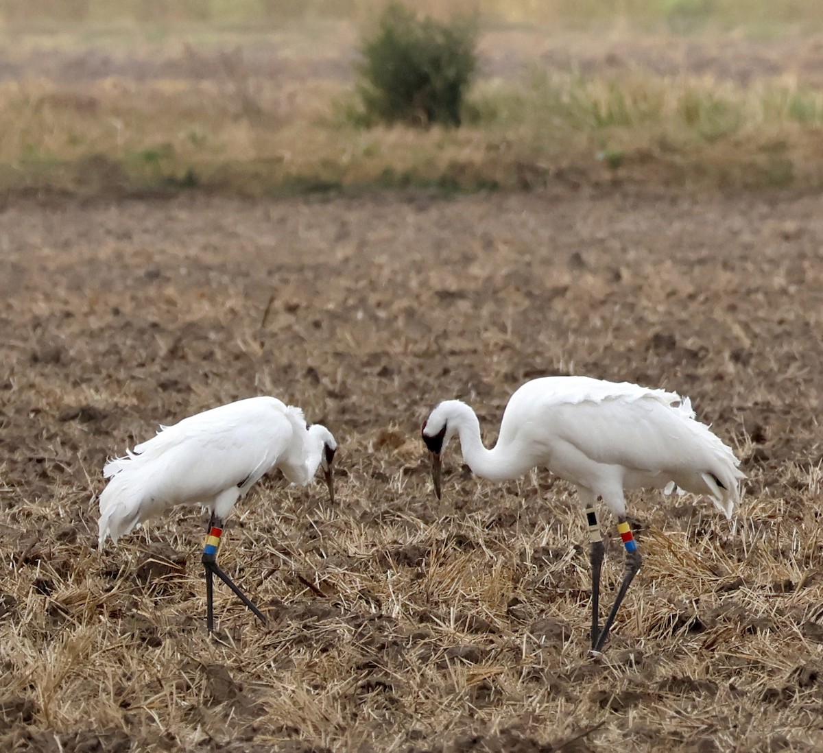 Whooping Crane - ML500640471