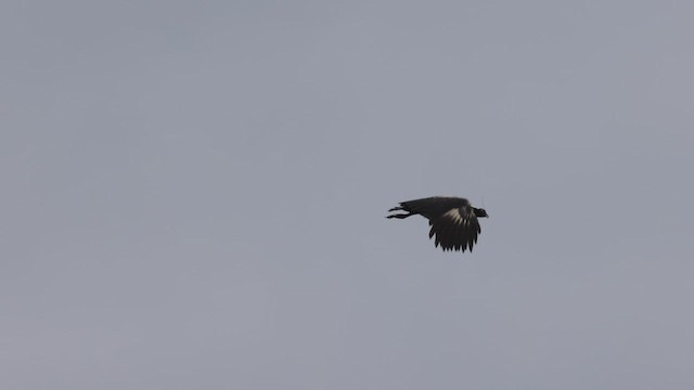 Horned Screamer - ML500641221