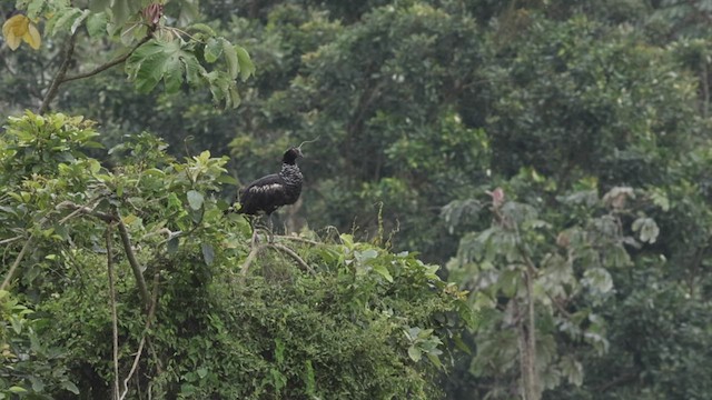 Horned Screamer - ML500641291