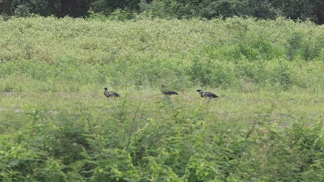 Horned Screamer - ML500641301