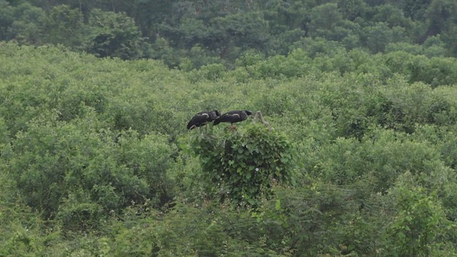 Horned Screamer - ML500641311