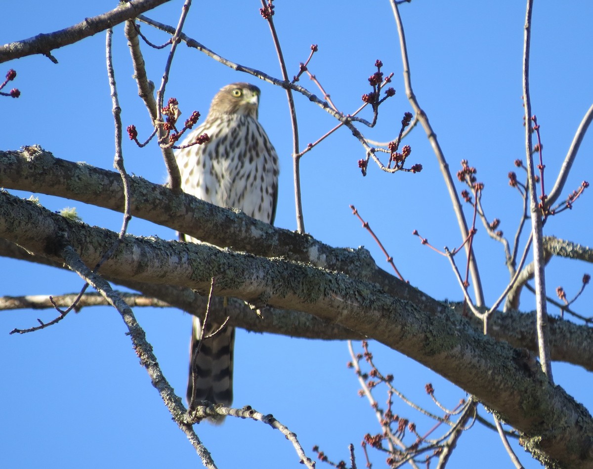 Cooper's Hawk - ML500644421