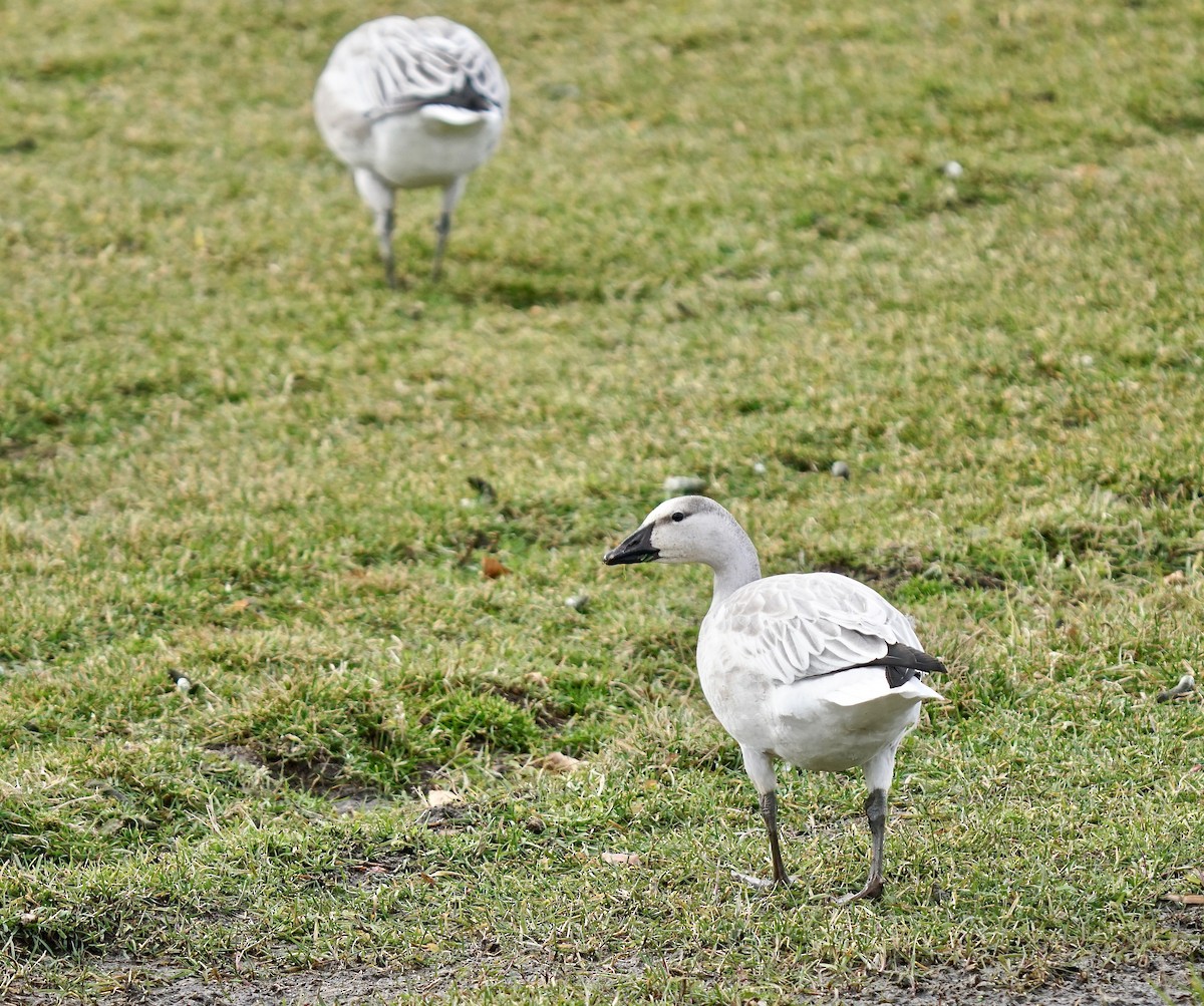 Snow Goose - ML500645691