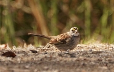 White-throated Sparrow - Jamie Chambers