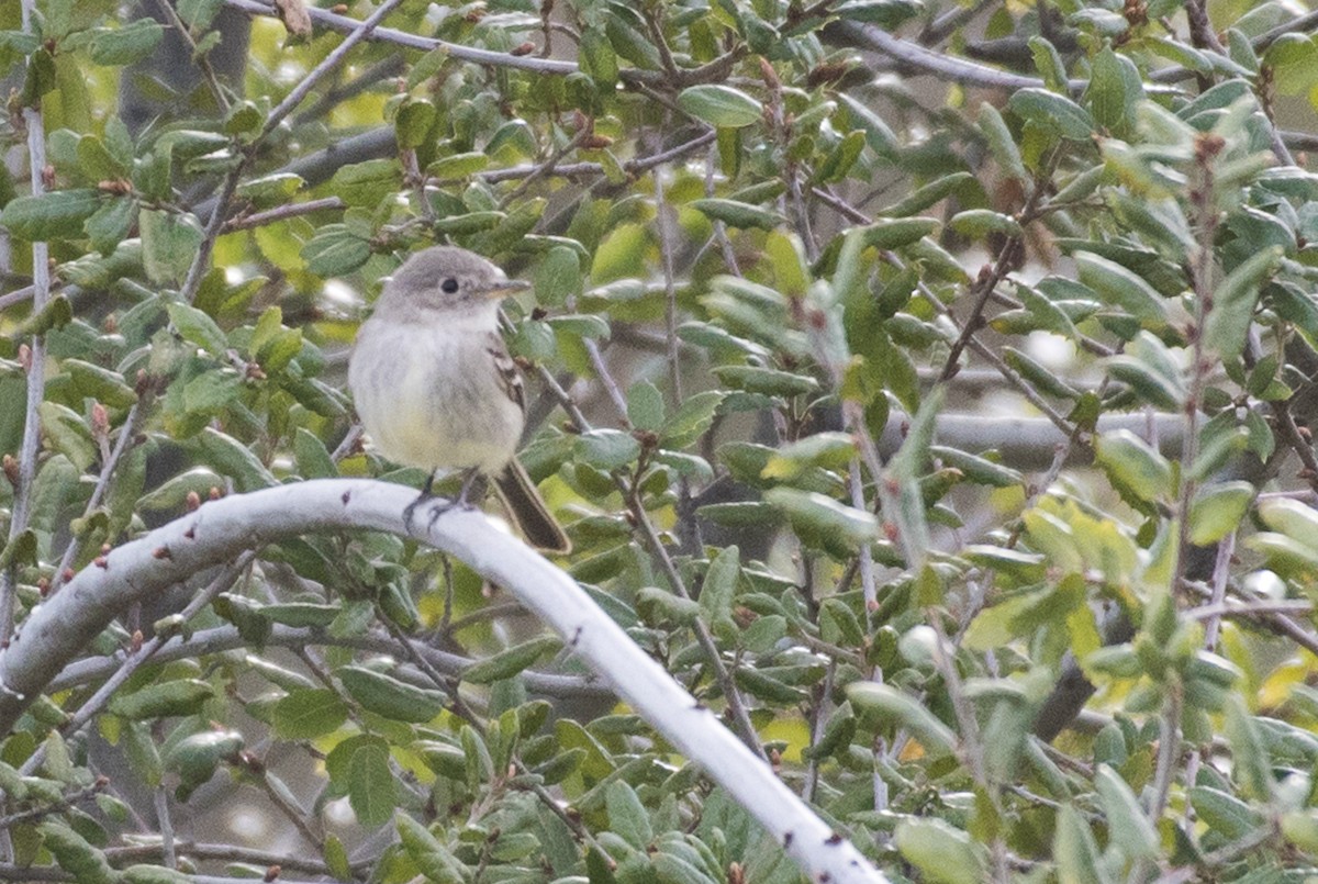 Gray Flycatcher - ML50064631