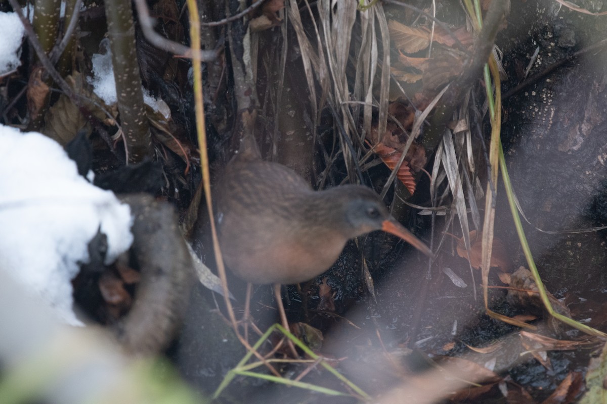 Virginia Rail - ML500646731