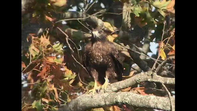 アカオノスリ（calurus／abieticola） - ML500646911