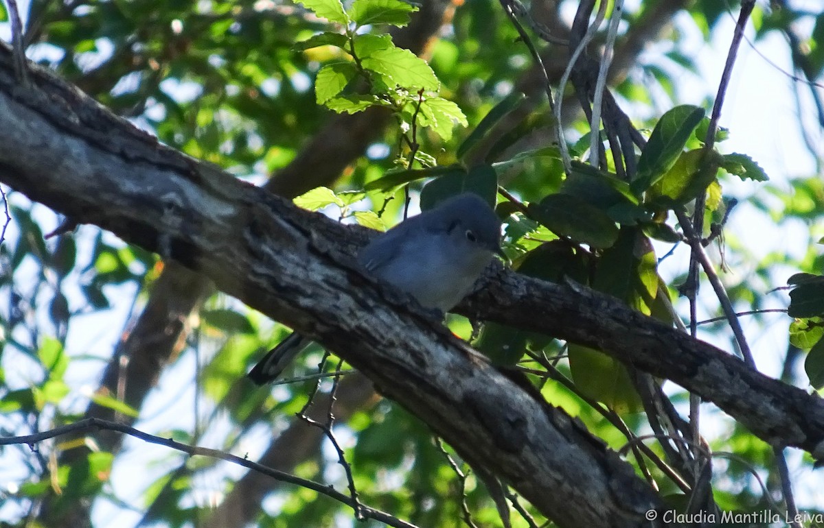 Cuban Gnatcatcher - ML500647331