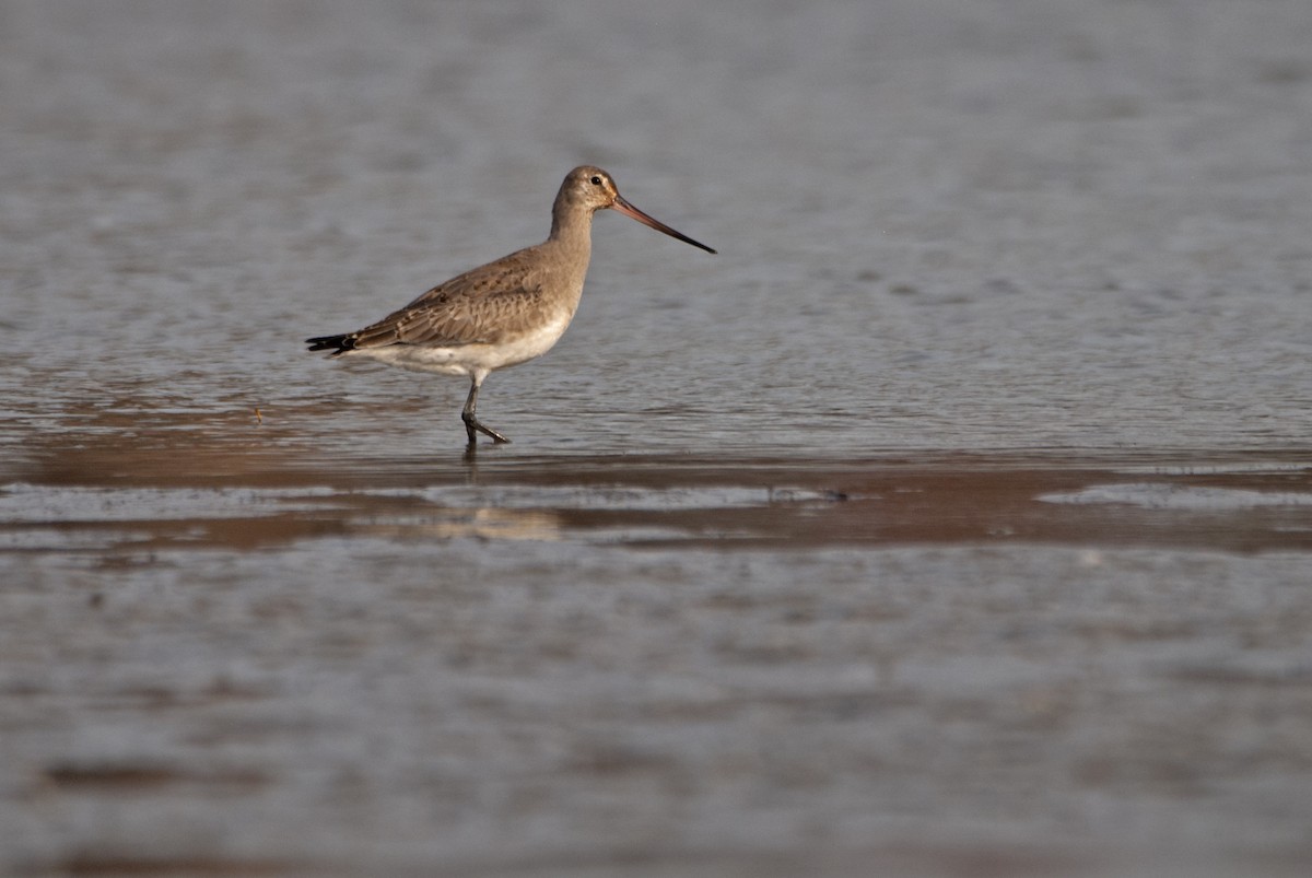 Hudsonian Godwit - ML500647511