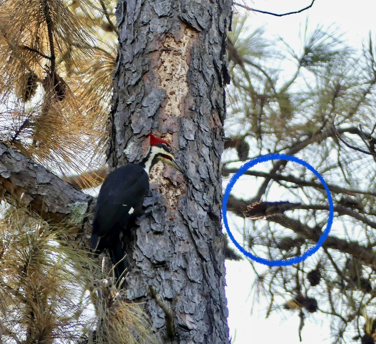 Pileated Woodpecker - ML500648181