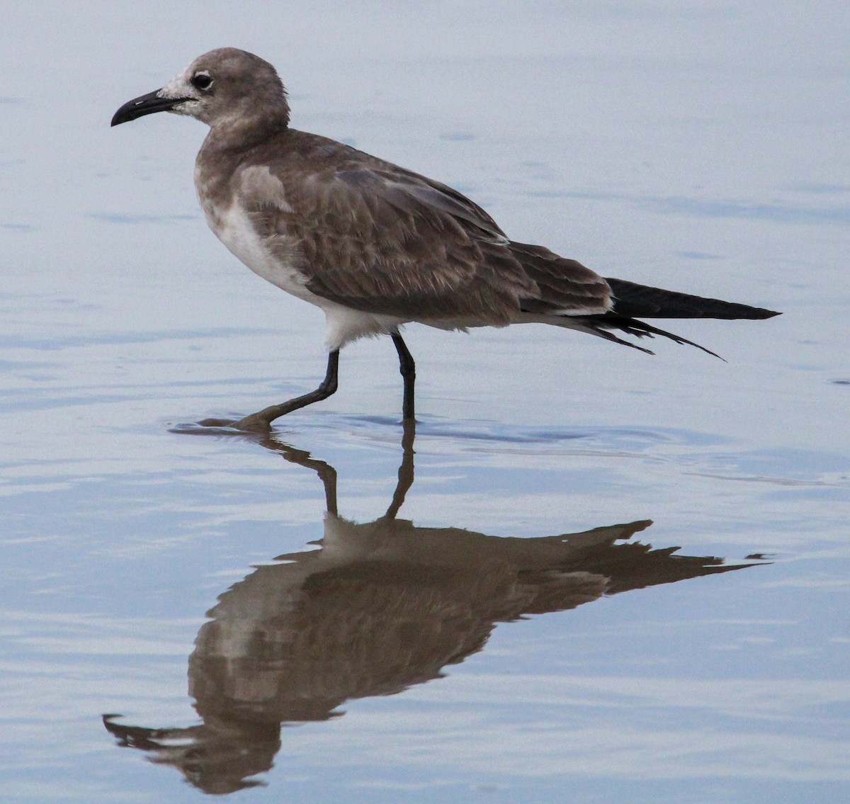 Gaviota Guanaguanare - ML500648781