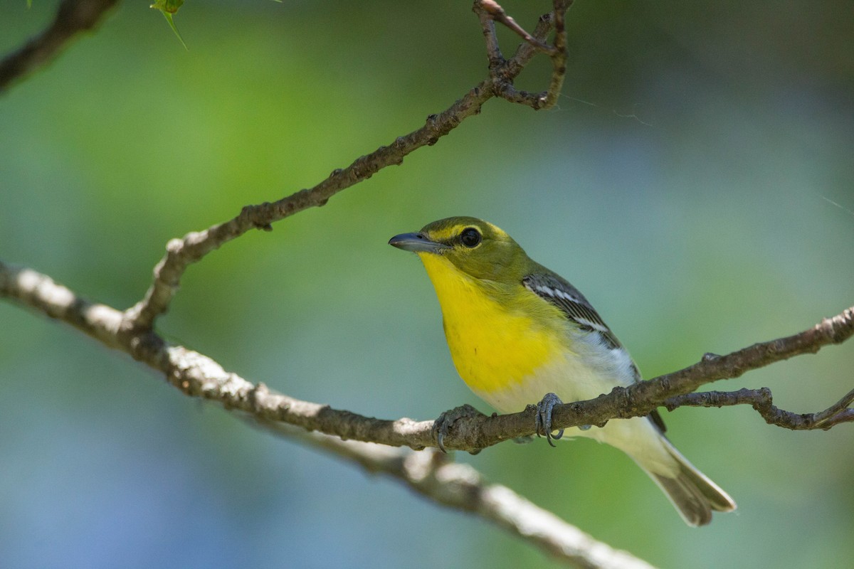 Yellow-throated Vireo - Tom Lally