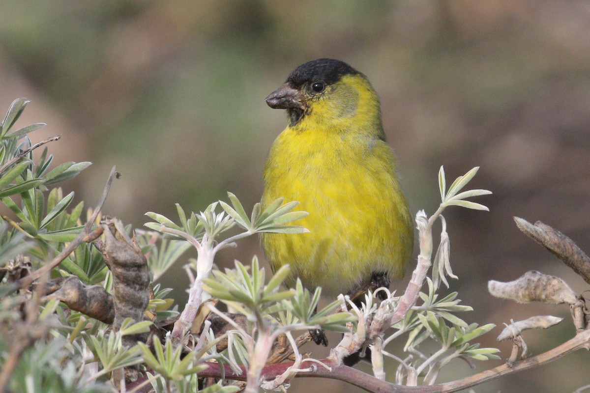 Black-chinned Siskin - Noah Strycker