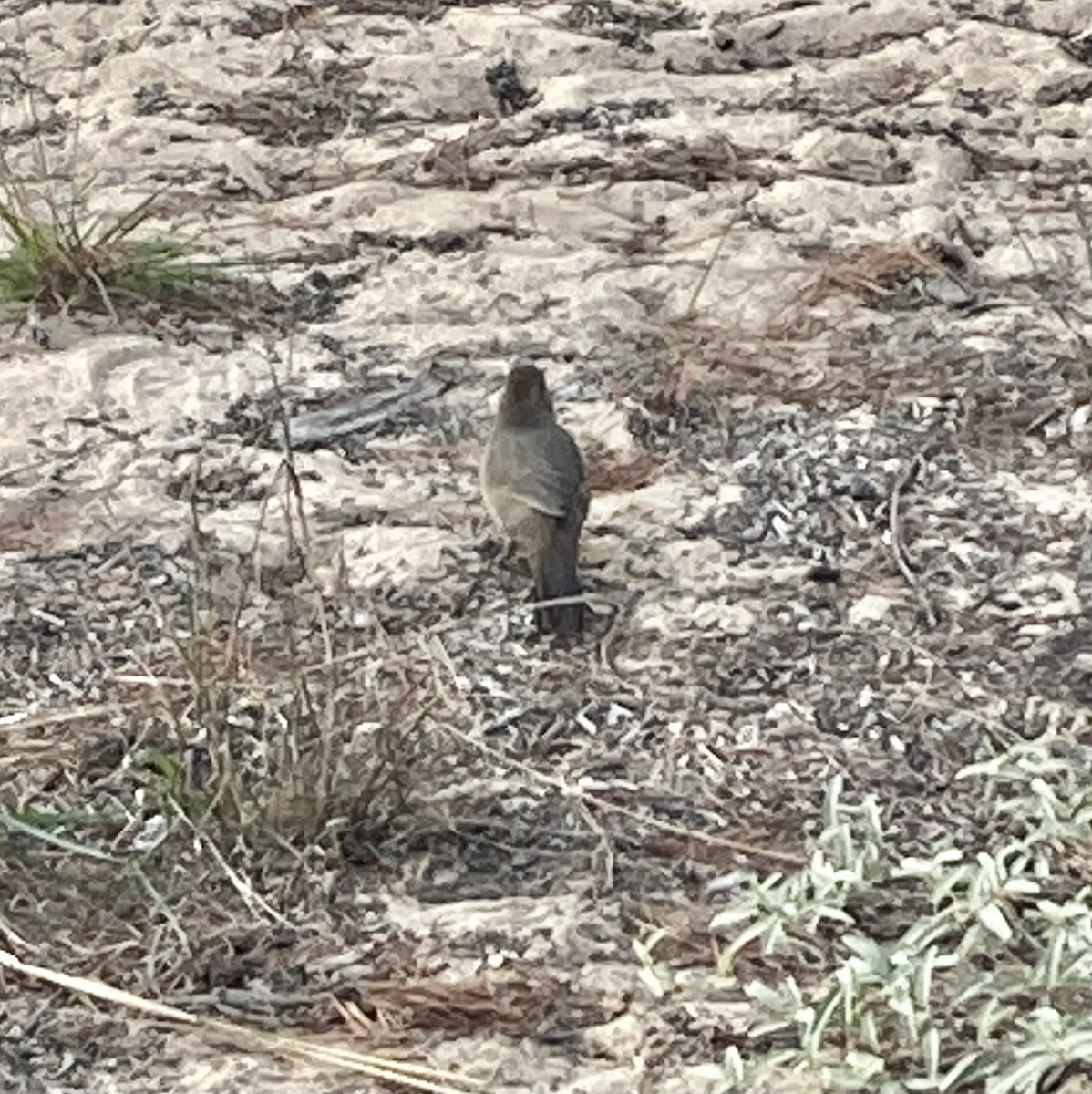 California Towhee - ML500651111