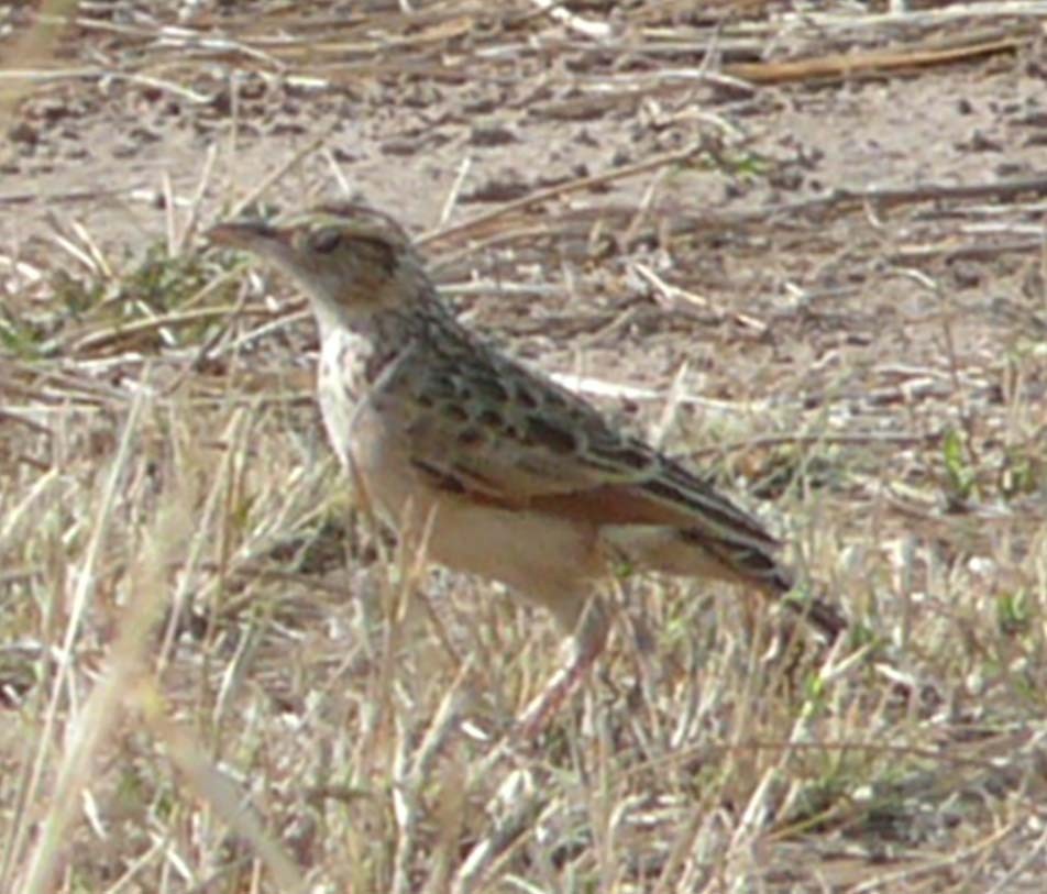 Rufous-naped Lark - Larry Sirvio