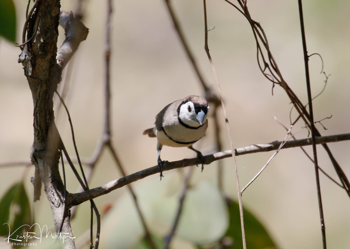 Double-barred Finch - ML500651481